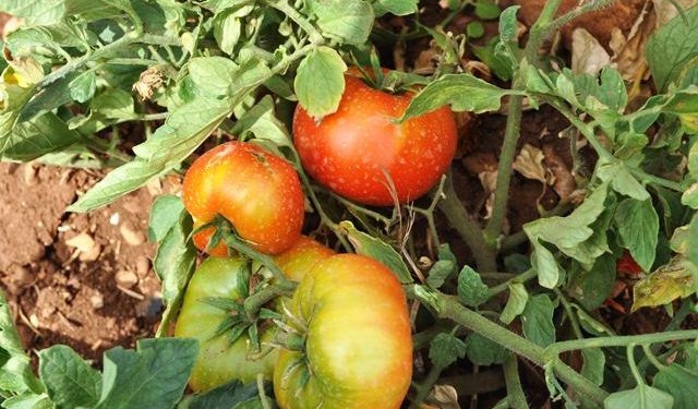 Derikliler ‘Firengiyê Çiyê’ye Dönüş Yaptı