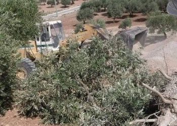 Li Cindirisê Ji Bo Riyeke Leşkerî Gelek Xanî û Dar hatin rakirin