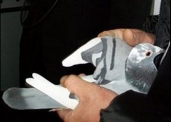 Güvercin Haberleşmesi İnternetten ‘Hızlı’