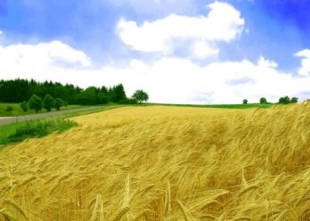 Her Yıl İtalya Büyüklüğünde Tarım Arazisi Yok Oluyor