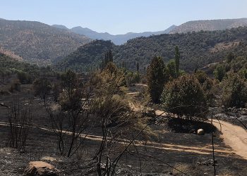ORMANLARI AKP-MHP-ERGENEKONCULAR YAKMADIYSA DA YAKTIRDILAR