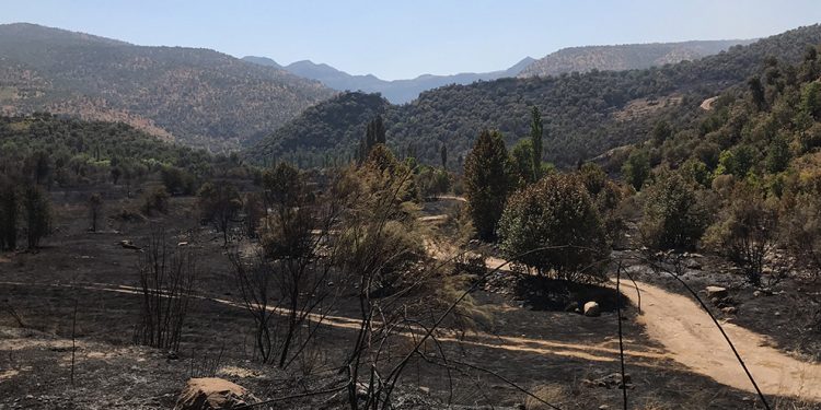 ORMANLARI AKP-MHP-ERGENEKONCULAR YAKMADIYSA DA YAKTIRDILAR