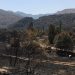 ORMANLARI AKP-MHP-ERGENEKONCULAR YAKMADIYSA DA YAKTIRDILAR